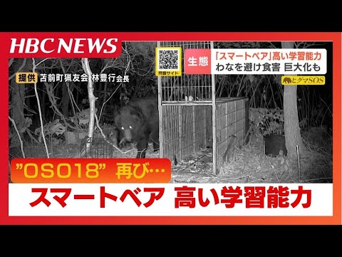 The horror of OSO18, which attacked 66 cattle, is back Hunters