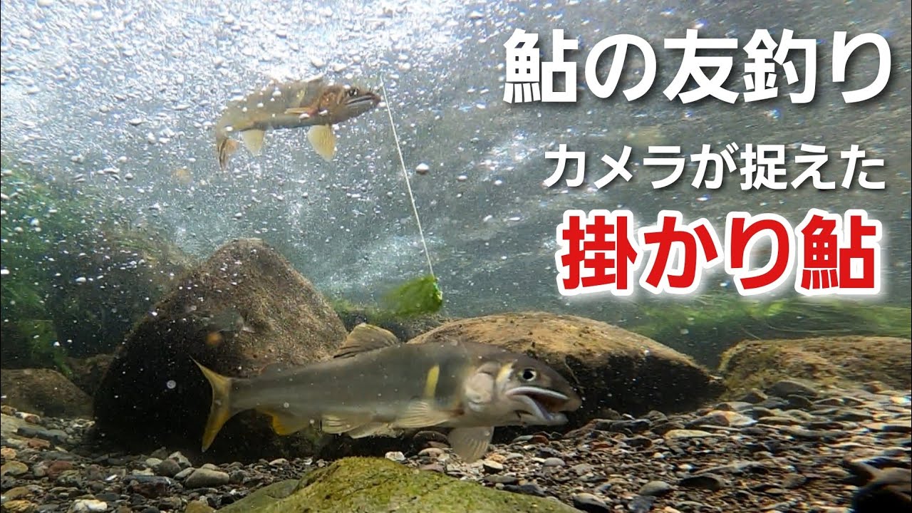 NO36 The wild sweetfish that was caught desperately resists