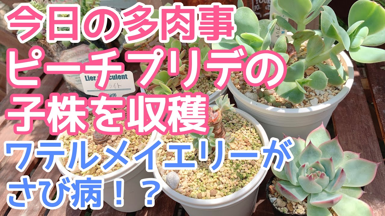 vlog235】【多肉植物】今日の多肉事🍀ピーチプリデの子株を収穫