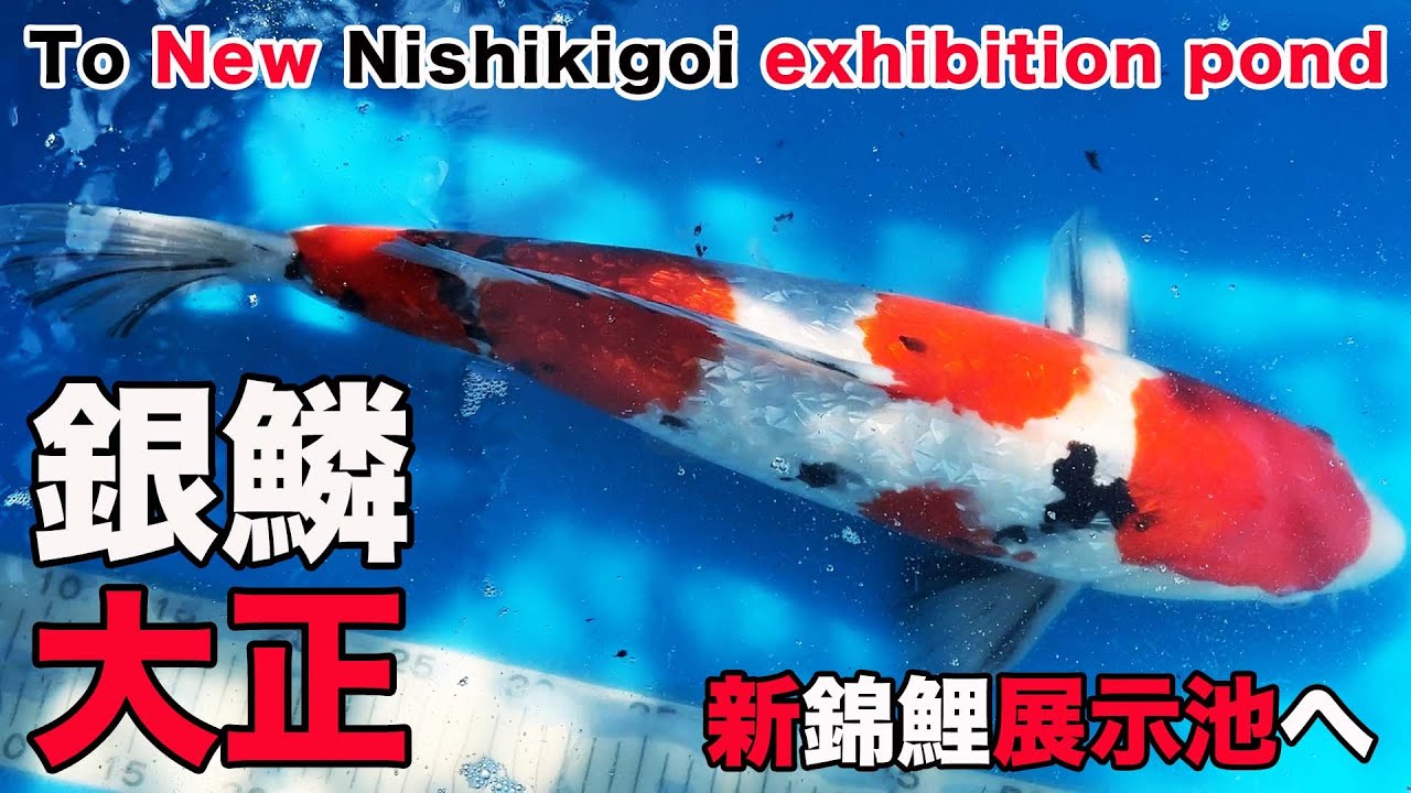 スパークル鯉 赤6m スパークル鯉 赤6m