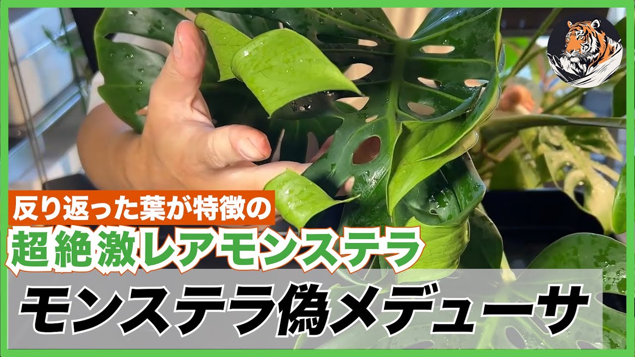 Monstera] I bought a fake, super rare Medusa??? so I replanted it