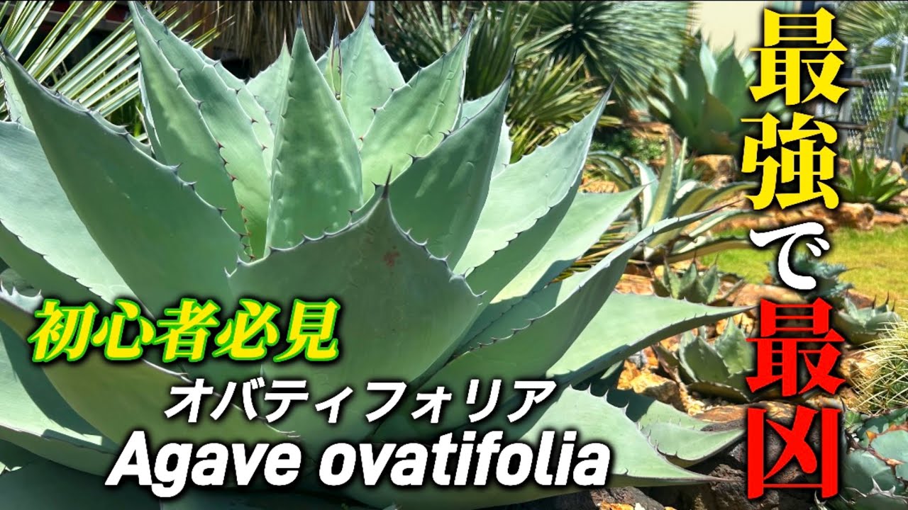 アガベ オバティフォリア】ドライガーデンに圧倒的人気品種だが