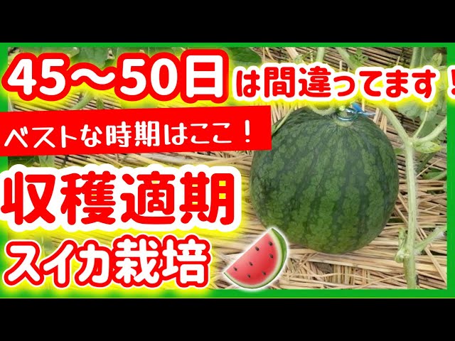 スイカ栽培】スイカの収穫適期！45～50日は間違ってます！ ～みどりふ