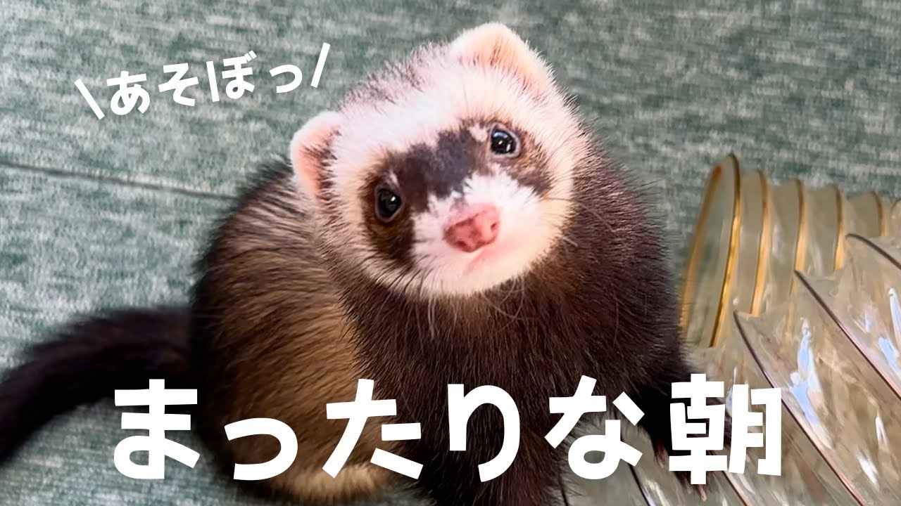 朝からフェレットの可愛いイタズラに癒される【ferret#1641】 - YouTube