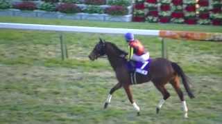 2013 11/24 第33回 ジャパンカップ(GI) ウィニングラン 現地映像