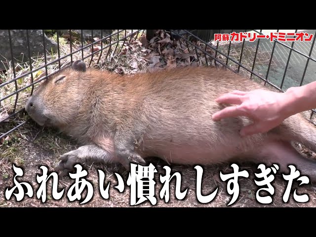 Six-month-old baby capybara is so into interacting with people