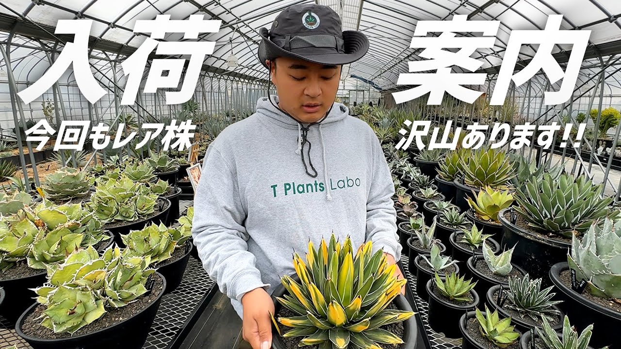 アガベ】最近入荷したレア株や個人的にお勧めしたい株を紹介します