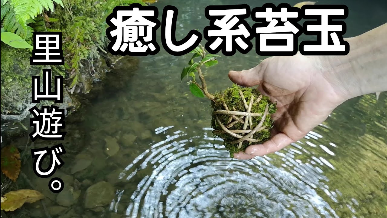 Natural bonsai/盆栽日記 ＃80「里山で癒される苔玉ミニ盆栽作り