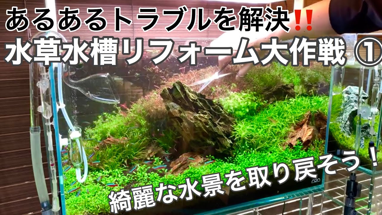 水草水槽3大あるある問題を解決！水景リフォーム大作戦 その1 初めて