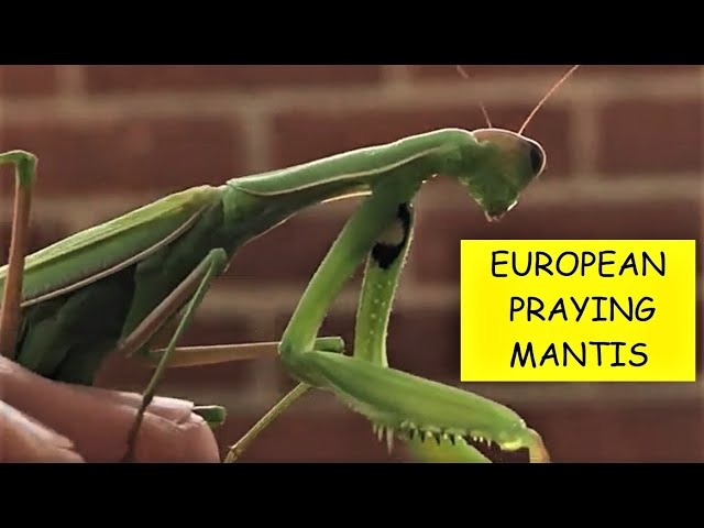 アビソ プレイング・マンティス5'4″ AVISO PRAYING MANTIS アビソ