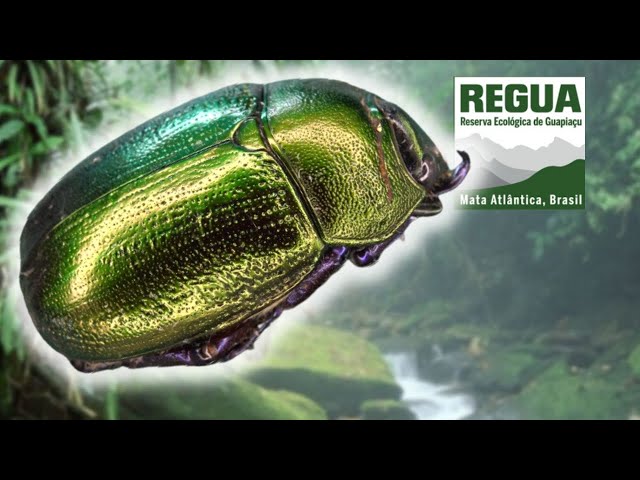 Shiny Beetle: Pelidnota sp. (Pelidnote scarab)[?] Unidentified