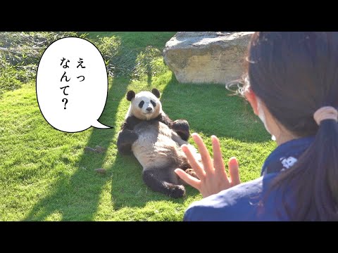 3 Seconds Later, You'll Fall in Love😍] A Panda Turns into a Cat