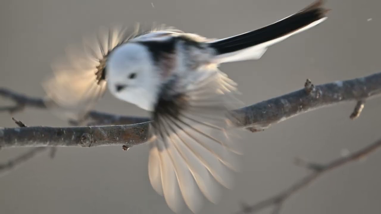 シマエナガちゃん2026 4K*12分 バージョン - YouTube