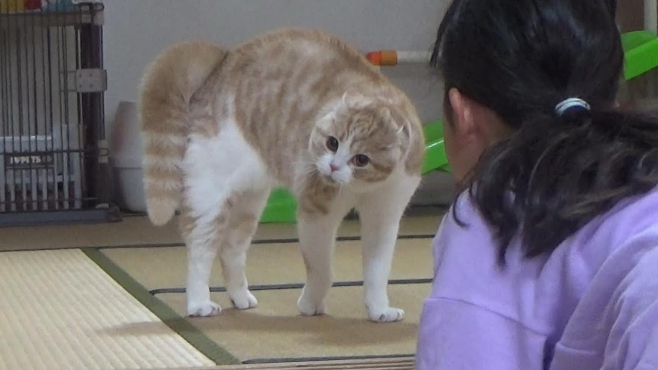 猫の“やんのかステップ”が炸裂！強気アピールするも…娘さんの圧に負け