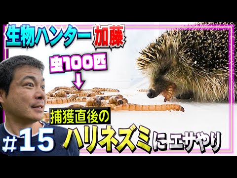 Hedgehogs 100 insects・wild Hunter Kato's feeding [Mass predation