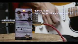 Animals Pedal In Oct,3 Foxes talking of dreamy FUZZ – Animals