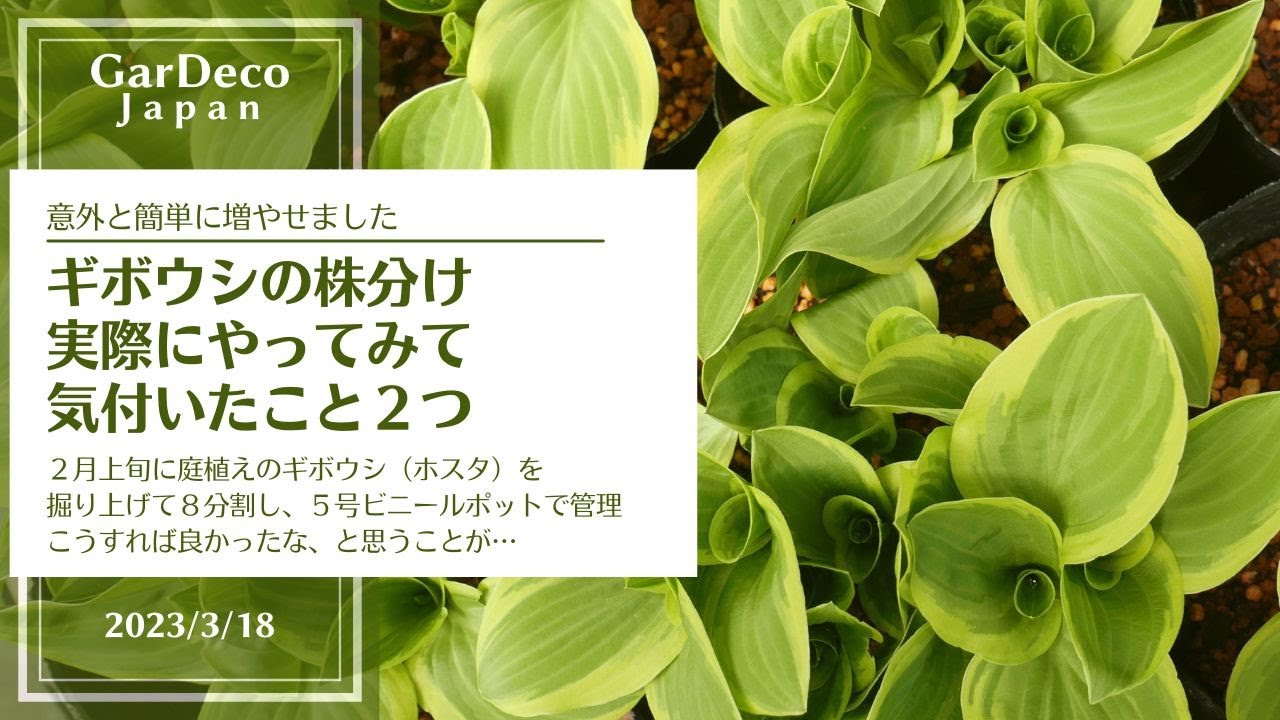 こうしておけば…】ギボウシ（ホスタ）の株分けを実際にやってみて
