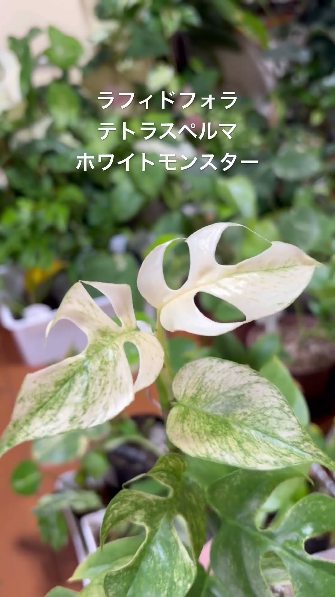ラフィドフォラテトラスペルマホワイトモンスター#monstera