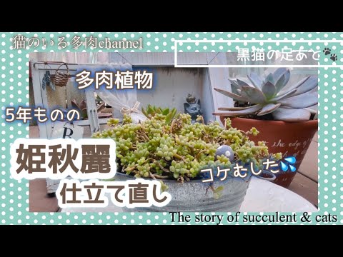 5年ものの姫秋麗仕立て直しvol.203【多肉植物】【ガーデニング】2025年