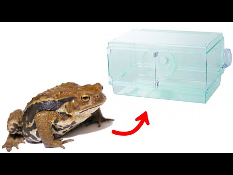 I tried raising a toad in a hamster cage - YouTube