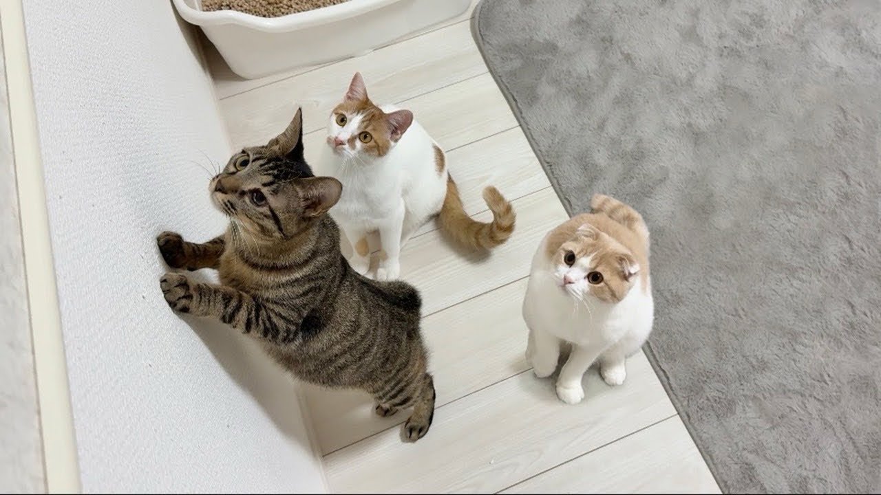 夜中に野良猫の喧嘩を目の当たりにした温室育ちの猫たちがこうなっ