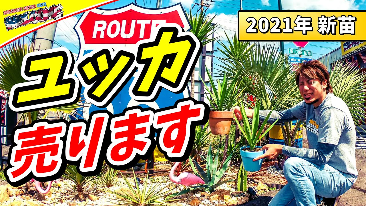 観葉植物】ドライガーデンにピッタリなユッカ・エレファンティペスを