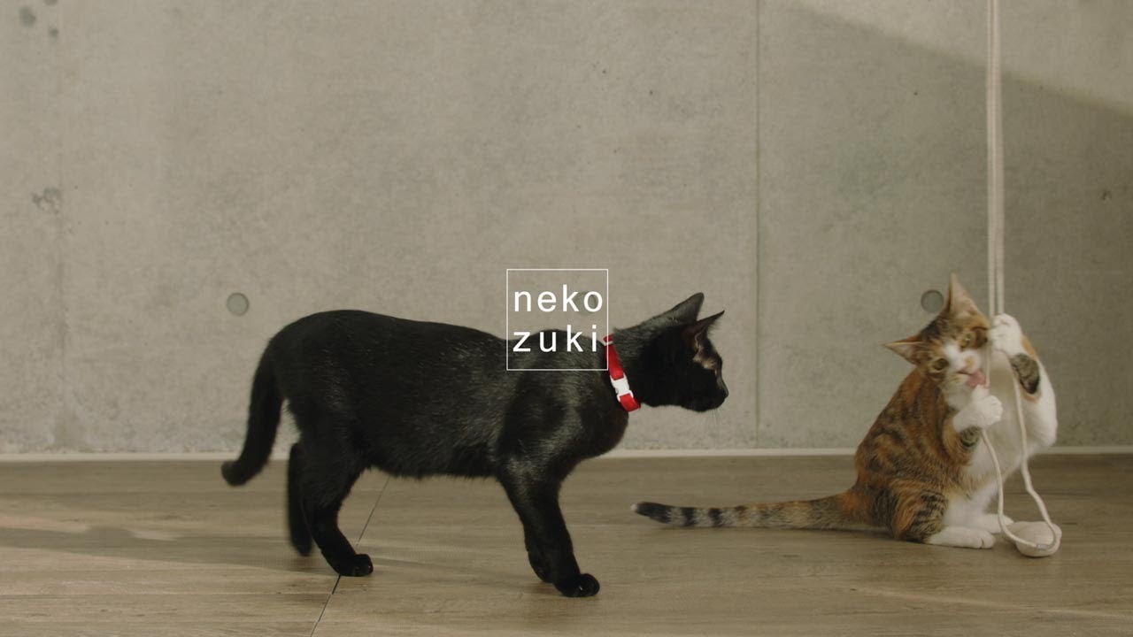 nekozukiをご紹介・nekozukiのミッション｜nekozuki（ねこずき）猫用品
