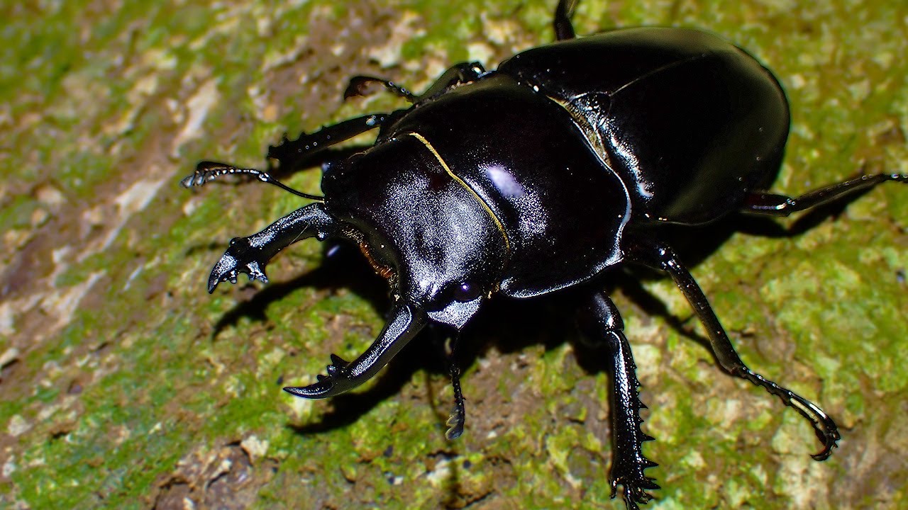 Collecting Prohibited] Heading deep into the forest in search of