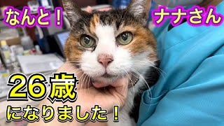 25歳猫が、26歳猫になりました。ナナさん、元気です！ - YouTube