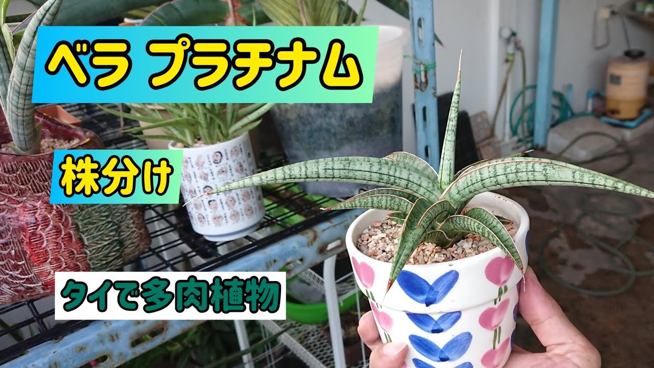 サンスベリア】べラ プラチナムをメインに、いくつかの子株の植え替え