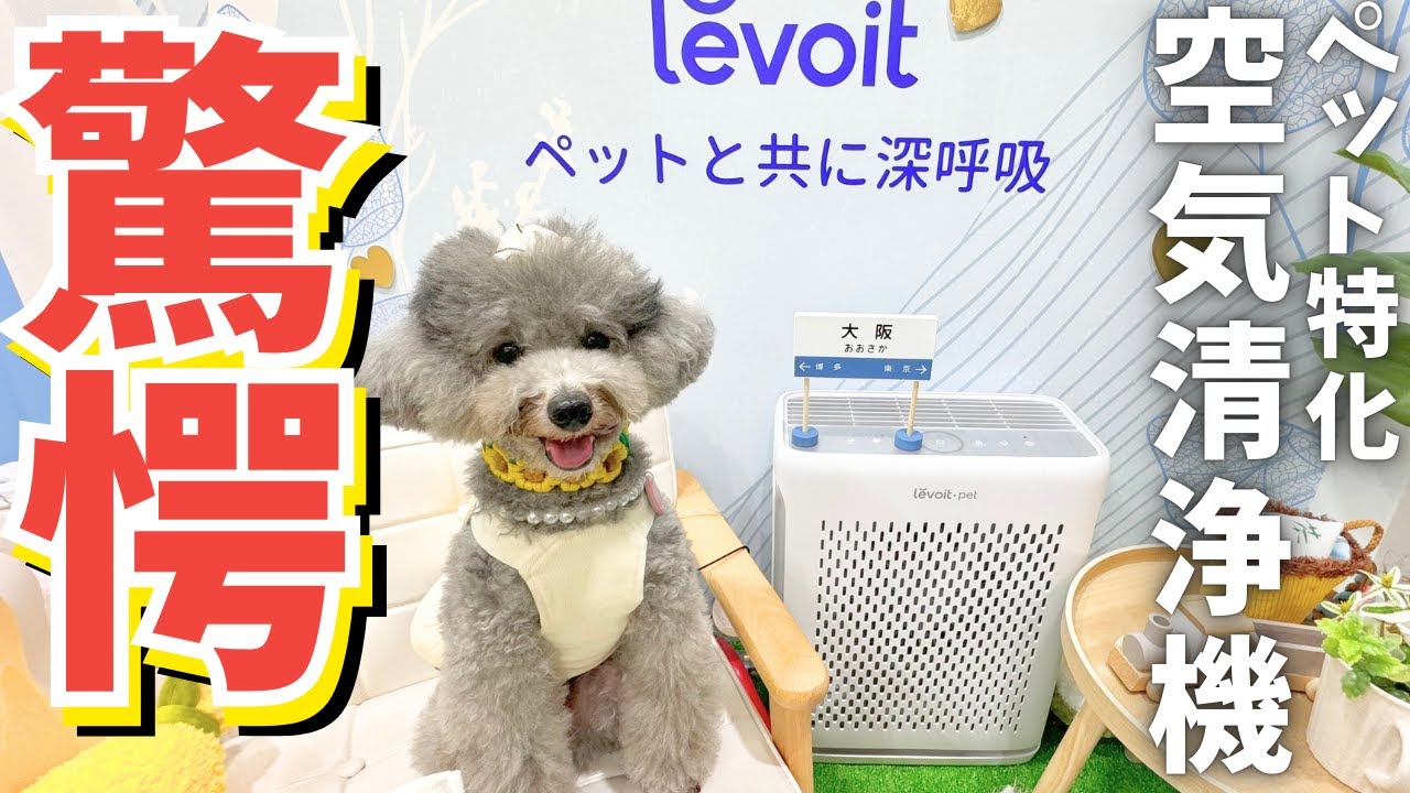 話題のペットに特化した空気清浄機【Levoit Vital 100S Pet】が凄すぎ