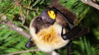 探訪・沖縄県・南大東島 ダイトウオオコウモリ - YouTube