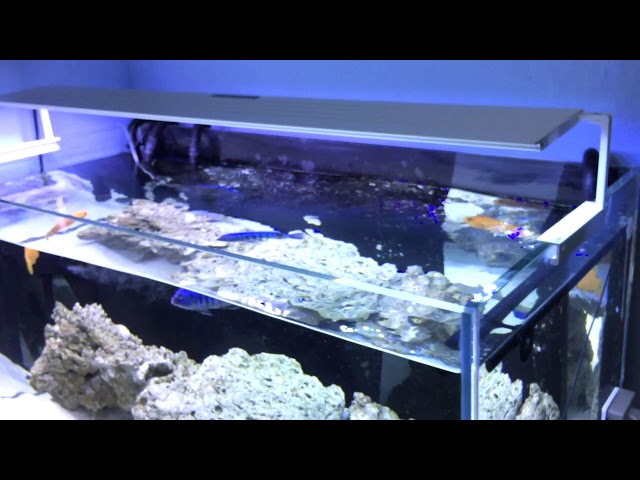 MicMol - Newest Aqua Air LED Aquarium Lighting - YouTube