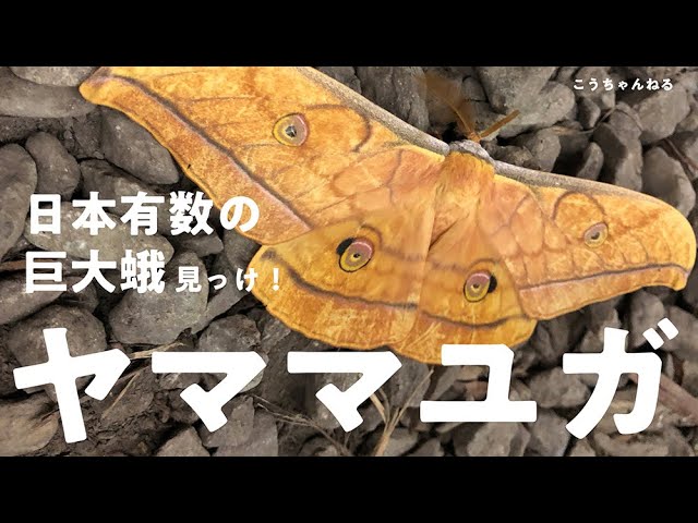 蛾の標本をketi さま専用 リボンヤママユペア 2026年最新】ヤママユ