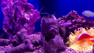 世界のとれたて海水魚(通信販売)の日海-web.com<日海センター