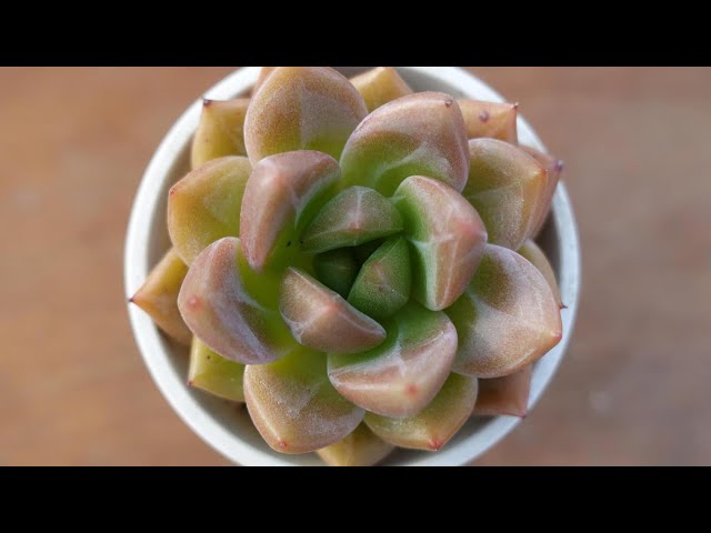 66 [Is it a jewel? No, it's a succulent] Echeveria that shines red