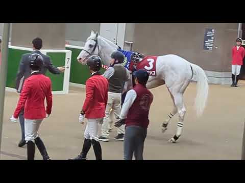 期限切れ単勝馬券】 ジャパンカップ 2008 全出走馬 スクリーンヒーロー