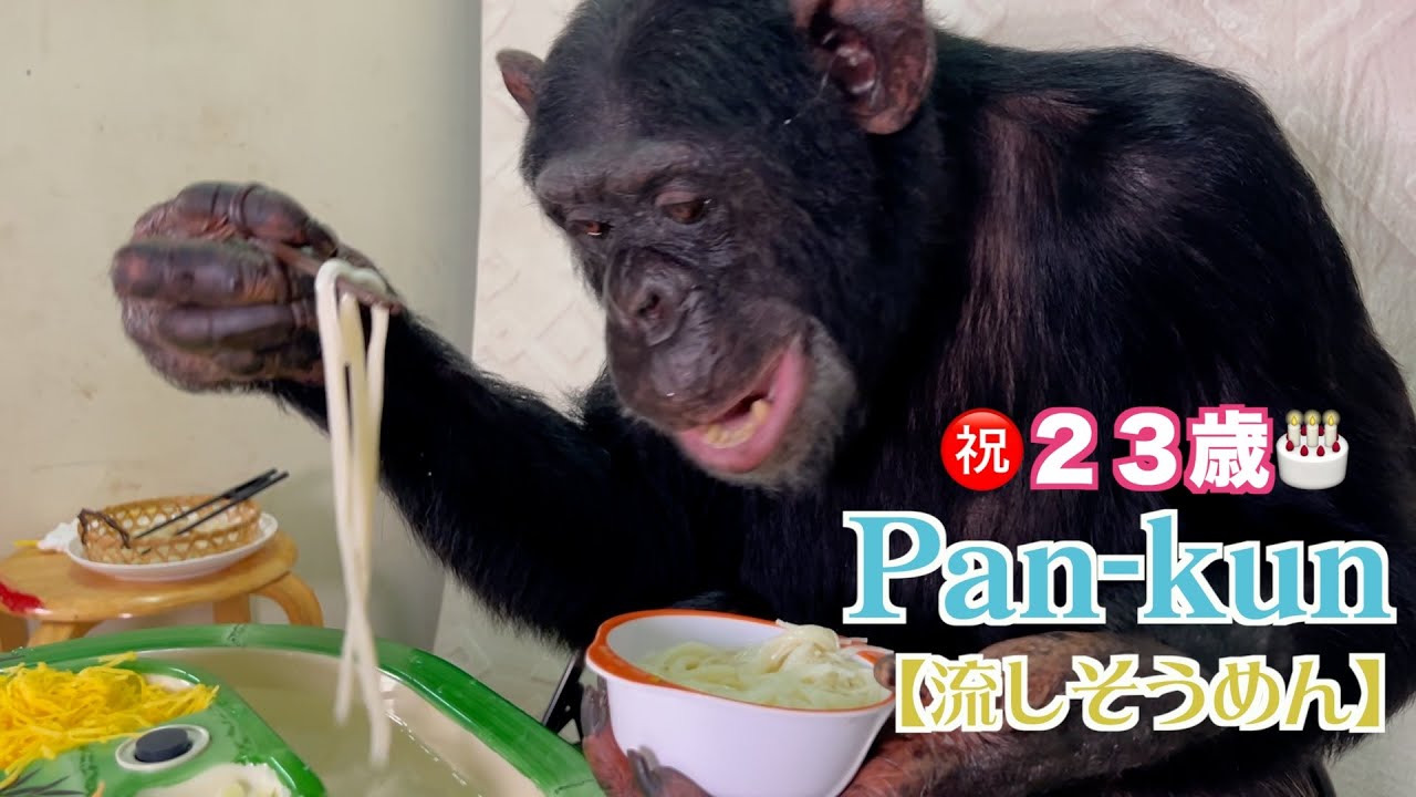 Genius! The golden duo of chimpanzee Pan-kun and Miyazawa-san is