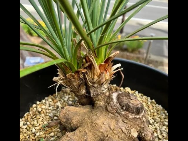 メルカリで買ったロストラータ・ダブルヘッド、、根腐れ→切除（切断後