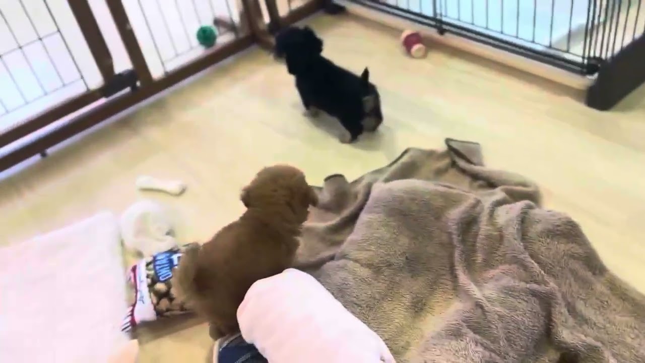 62308 ミニチュアダックスフンド - YouTube