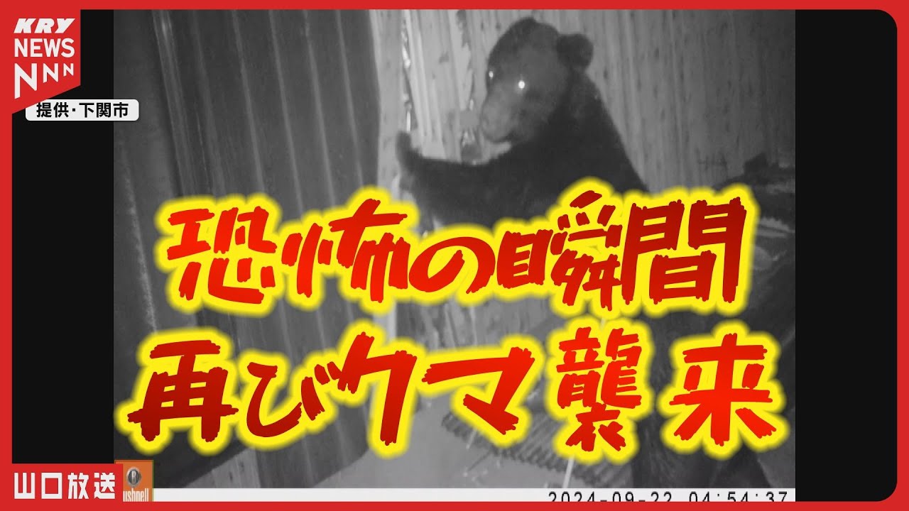 Bear attacks abandoned house again! Camera captures moment it