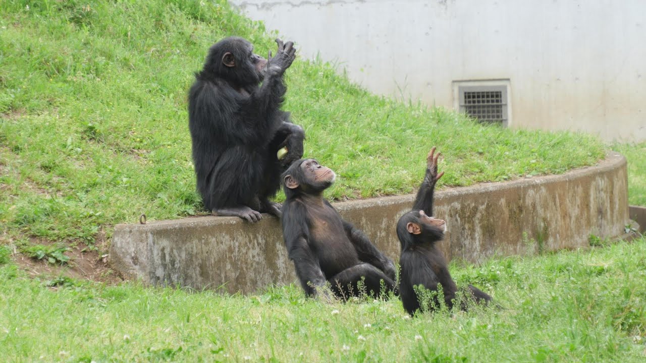 Let's all raise our hands and attract attention! Tama Zoo