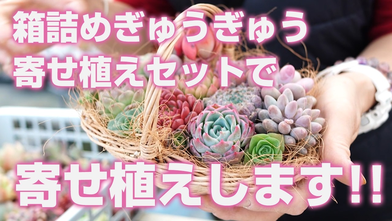 Succulents] Planted in a boxed, tightly packed arrangement