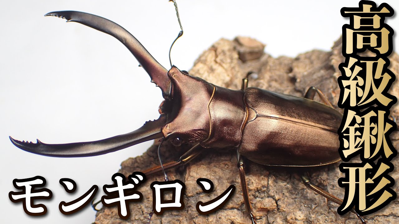 Introduction to the Mongiron Narrow Red Stag Beetle and Egg-laying
