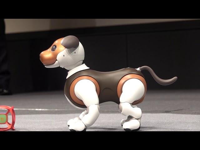 ソニー「aibo」、限定カラー“チョコエディション”＆新サービス「aiboの
