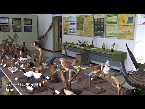 野鳥の木彫りの彫刻「バードカービング」の作品展 延岡市で開催中
