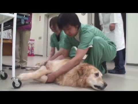 北里大学 獣医学部獣医学科 - YouTube