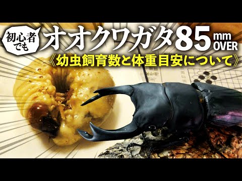 オオクワガタで85mmオーバーを出す方法＜幼虫飼育数と体重目安について