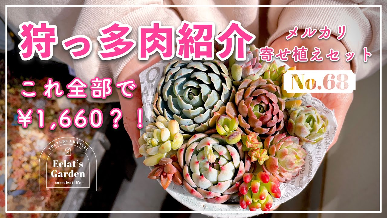 NO.68】【多肉植物】メルカリ常連には分かる、あの人気寄せ植えセット