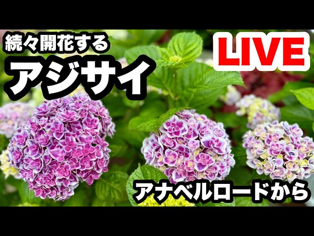 ◇アナベルロードからまったりと… - YouTube